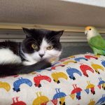 my cat & bird